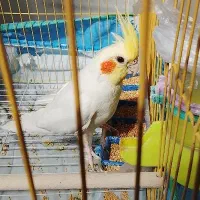 فروش طوطی عروس هلندی