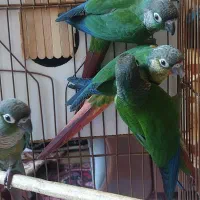 طوطی گرینچیک گرینچک
