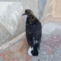 یک جفت زاغ درجه یک