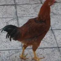 یک عدد مرغ و یک عدد خروس