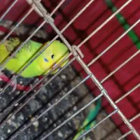 جوجـه مــرغ عــشق