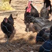 تخم مرغ نطفه دار