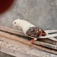 کبوترر