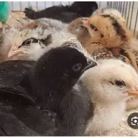 فروش جوجه. گلپایگان یه. روزه