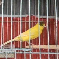 قناری نر رسمی یه کله بخون آماده