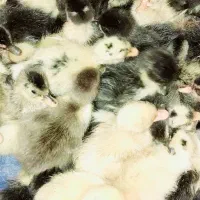 جوجه اردک ۱هفته ای خروس نیمچه سراوان
