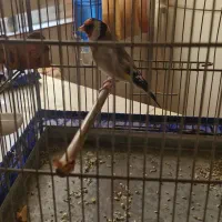 سره|پرنده|تهران, شهرک بعثت|دیوار