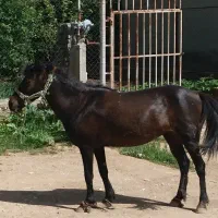 اسب مادیان