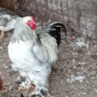 خروس برهما ۱ عدد اصل درشت