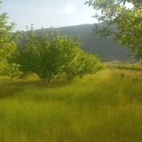 2000متر-باغ-مناسب-باغ-ویلایی-در-یاسوج