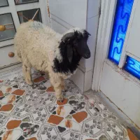 گوسفندنر