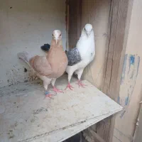 کبوتر