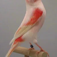 قناری پرستو