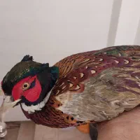 مرغ