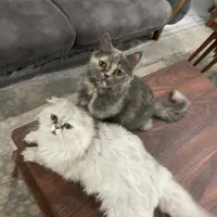 اسکاتیش ماده طوسی
