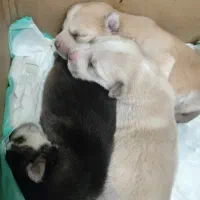 واگذاری توله هاسکی مالاموت