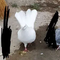کبوتر