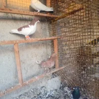 کبوتر