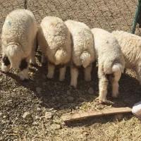 گوسفند میش بره