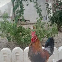 مرغ و خروس