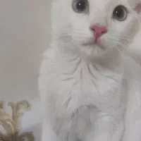 گربه|گربه|ارومیه, |دیوار