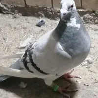 کبوتر عربستان
