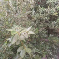1000-متر-زمین-باغی-فقط-صد-میلیون