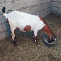 کهره نزار چاق پلمپ ۲۰کیلو به بالا