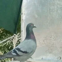 پنج تا کبوتر پلاکی عرب