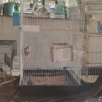۷عدد طوطی برزیلی خوشگل