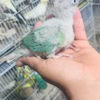 طوطی برزیلی گمشده