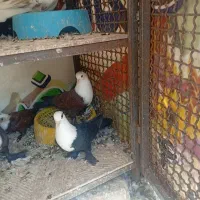 نر ماده خوشگل کربلایی