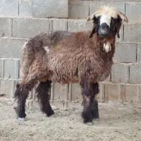 بره نر قوچی(میش شیشک تقلی )