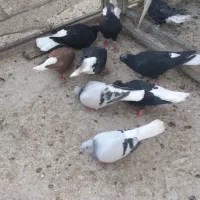 کبوتر