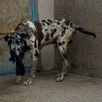 گریت دین نر و مادا