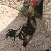 خروس لاری