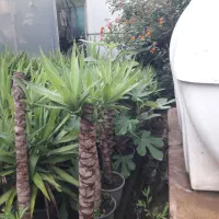 تعدادی گل به صورت یکجا
