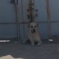 واگزاری نر پژدر