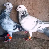 دم سفید14دم ، سار وکرمونی ذات دار