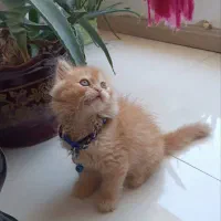 واگذاری بچه گربه