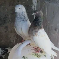 حسن خانی کله دار شالی کله دم و.. نزدیک به ۴۵ تا