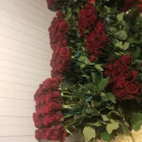 فروش گل رز در بسته های 20 عددی