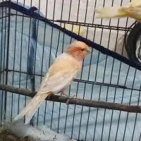 ماده ردفاکتور
