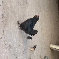 مرغ|حیوانات مزرعه|رودبار, |دیوار