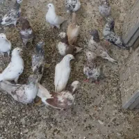 کفتر