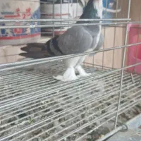 دمگیر ماده گچی