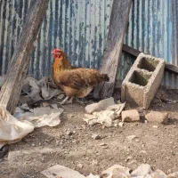 مرغ