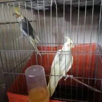 عروس هلندی مولد