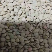 عدس|خوردنی و آشامیدنی|زنجان, |دیوار