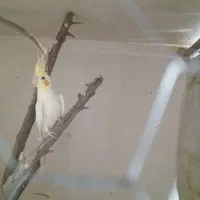 عروس هلندی مولد